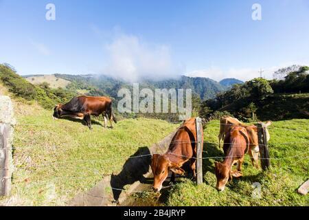 Kühe weiden auf Gras hoch in den Bergen in Costa Rica. Stockfoto