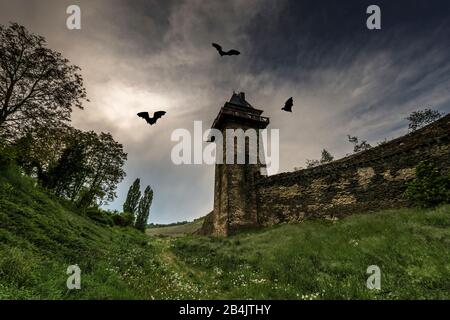 Stadtmauer mit Michelfeldturm in Oberwesel, Schreckschrecken, Schrecken, Fledermäuse, Blutsauger, Stockfoto
