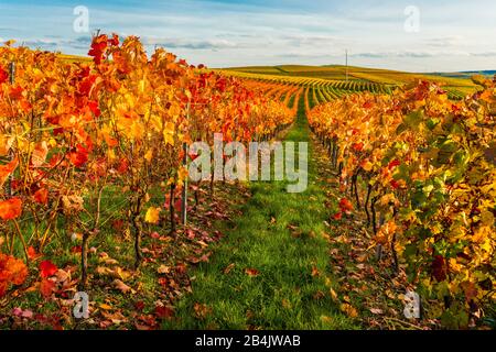 Herbst im Weinberg in einer sanft gewellten Landschaft in Rheinhessen, satte helle Farben im Oktober, Abendatmosphäre mit warmem Licht, Golden October bestenfalls, Stockfoto