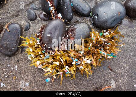 Mikroplastik, mit Algen am Strand gewaschen, Playa Famara, Lanzarote, Kanarische Inseln, Spanien Stockfoto