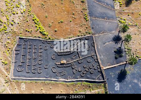 Schwarze Felder mit Lavakien und Palmen in Hügellandschaft, bei Haria, Luftbild, Lanzarote, Kanarische Inseln, Spanien Stockfoto