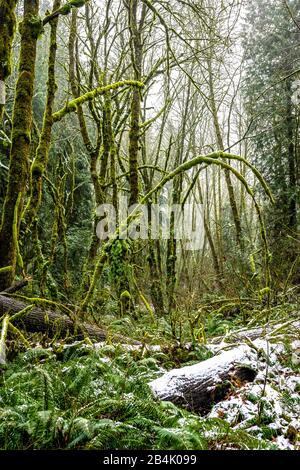 Geheimnisvolle mystische Winterlandschaft eines alten Reliktenwaldes mit hohen moosbedeckten Bäumen und immergrünen Tannenkronen, die in einem schweren Dunst ertrinken Stockfoto