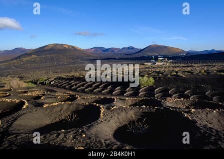 Weinanbau in Yaiza, Weinregion La Geria, Lanzarote, Kanarische Inseln, Spanien Stockfoto