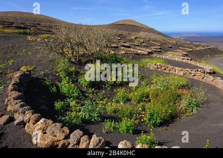 Wildweinkultur, in der Nähe von Yaiza, Weinregion La Geria, Lanzarote, Kanarische Inseln, Spanien Stockfoto