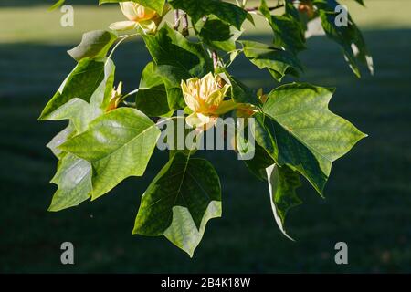 Blüte und Blätter, vom Tulpenbaum (Liriodendron tulipifera), Bayern, Deutschland Stockfoto