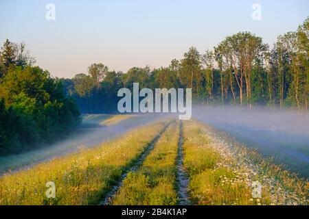 Pfad auf Staudamm bei Sonnenaufgang, Naturschutzgebiet Isarmündung, bei Plattling, Niederbayern, Bayern, Deutschland Stockfoto