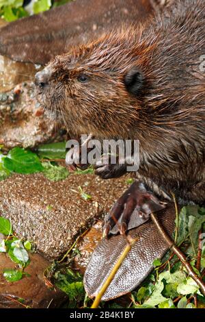 Der Biber (Gattung Castor) ist ein großes, primär nächtliches, semiaquatisches Nagetier. Zu Castor gehören zwei extante Arten, der nordamerikanische Biber Stockfoto