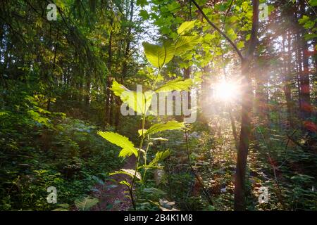 Alluvialwald, Naturschutzgebiet Isarauen, bei Geretsried, Oberbayern, Bayern, Deutschland Stockfoto