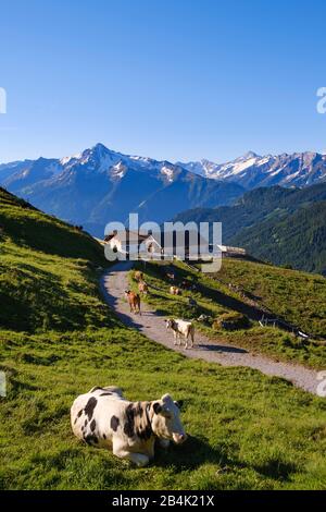 Berghof an der Zillertaler Höhenstraße oberhalb von Hippach, hinter Ahornspitzespitze in Zillertaler Alpen, Zillertal, Tyrol, Österreich Stockfoto