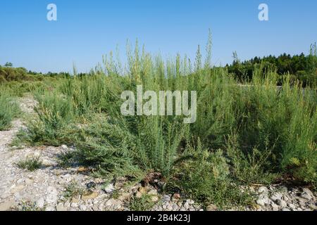 Deutscher Tamarisk (Myricaria germanica) am Schotterufer, Naturschutzgebiet Isarauen bei Geretsried, Bayern, Deutschland Stockfoto