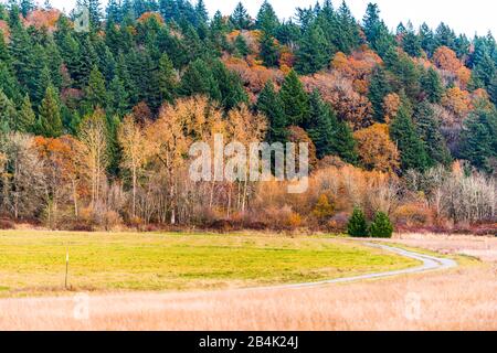 Landschaft mit einer herrlichen kurvenreichen Feldstraße, die mit feinem Kies durchzogen ist, der durch eine Wiese führt und in einen Hügel verschlungen ist, der mit Wald und Yello bedeckt ist Stockfoto