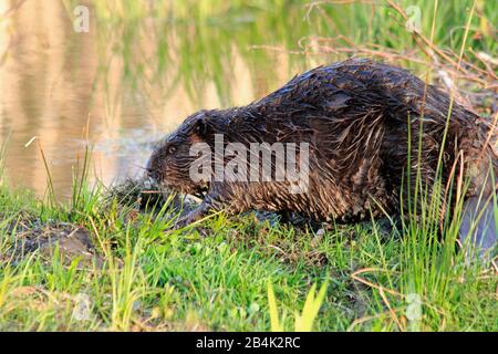 Der Biber (Gattung Castor) ist ein großes, primär nächtliches, semiaquatisches Nagetier. Zu Castor gehören zwei extante Arten, der nordamerikanische Biber Stockfoto