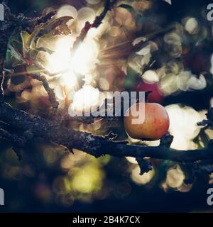 Reifer apfel auf Baum, Nahaufnahme Stockfoto