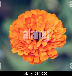 Orange Dahlie, close-up Stockfoto