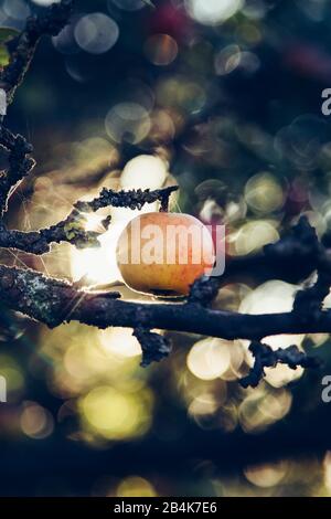 Reifer apfel auf Baum, Nahaufnahme Stockfoto