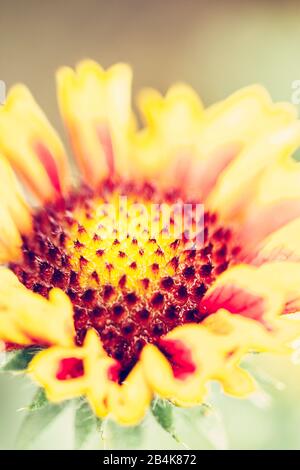 Sonnenblume, Detail, Helianthus annuus Stockfoto