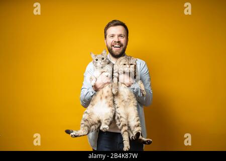 Fröhlicher bärtiger Besitzer umarmt seine beiden niedlichen Katzen, eine von ihnen beobachtet mit Interesse, die andere ist wütend. Konzept der Liebe zu Haustieren. Stockfoto