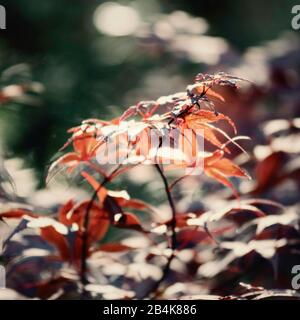 Roter japanischer Fan-Ahorn, Nahaufnahme, acer Palmatum Stockfoto