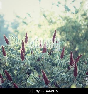 Staghorn Sumac, mit Früchten, Nahaufnahme, Rhus Typhina Stockfoto