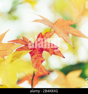 Roter Fan-Ahorn im Herbst, Nahaufnahme, Acer japonicum Stockfoto