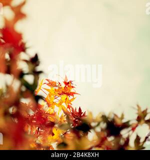 Roter Fan-Ahorn im Herbst, Nahaufnahme, Acer japonicum Stockfoto