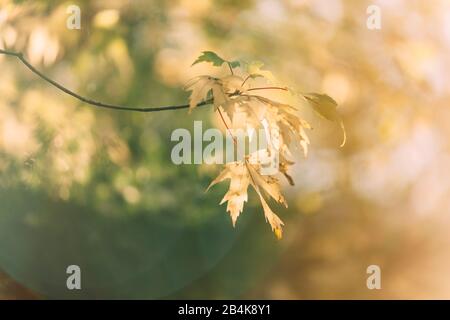 Fan-Ahorn im Herbst, Nahaufnahme, Acer japonicum Stockfoto