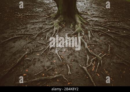 Wurzeln eines Laubenbaumes im Herbst, Nahaufnahme Stockfoto