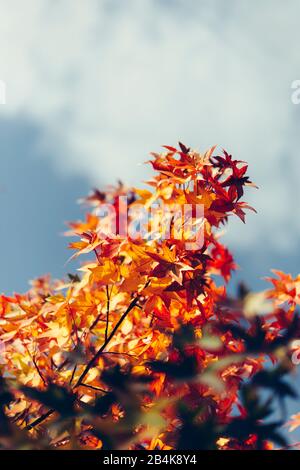 Roter Fan-Ahorn im Herbst, Nahaufnahme, Acer japonicum Stockfoto