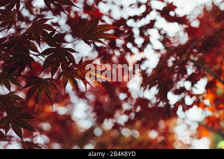 Roter Fan-Ahorn im Herbst, Nahaufnahme, Acer japonicum Stockfoto