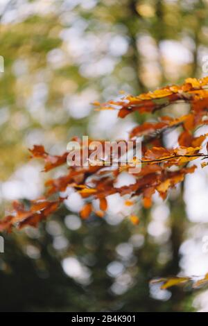 Eiche Blätter im Herbst, Nahaufnahme, Quercus Stockfoto