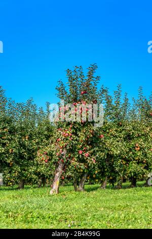 Deutschland, Baden-Württemberg, Bodensee, Immenstaad am Bodensee, Apfelweg, apfelgarten bei Frenkenbach, Roter Boskop Stockfoto