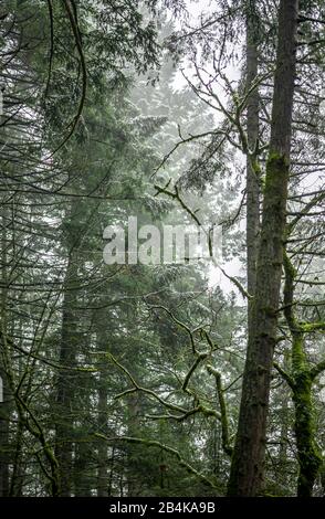 Geheimnisvolle mystische Winterlandschaft eines alten Reliktenwaldes mit hohen moosbedeckten Bäumen und immergrünen Tannenkronen, die in einem schweren Dunst ertrinken Stockfoto