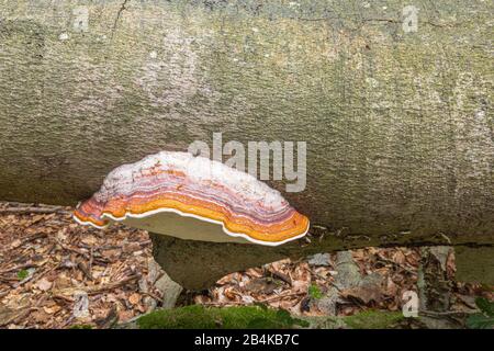 Tinnerpilz [Fomes fomentarius] auf dem Stamm einer gestürzten Buche, die auf Totholz wächst Stockfoto