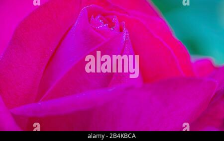 Rose im Garten, Blüte, Nahaufnahme Stockfoto