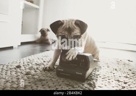 Beige-farbener Pug mit Polaroid-Kamera Stockfoto