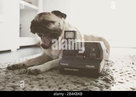 Beige-farbener Pug mit Polaroid-Kamera Stockfoto