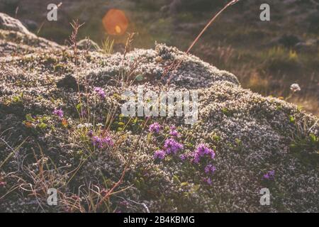 Moss bedeckte Lavafeld bei Sonnenuntergang im Süden Islands Stockfoto