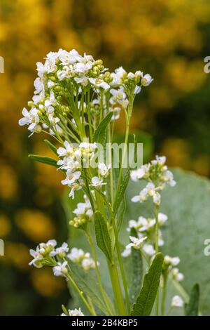 Meerrettich, Armoracia rusticana, Blossom Stockfoto