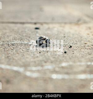 Schnecke mit Hauskrabbeln auf dem Pflastergrund Stockfoto