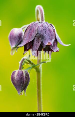 Aquilegia vulgaris Hybrid "Black Barlow", Gefüllte columbine, Nahaufnahme Stockfoto