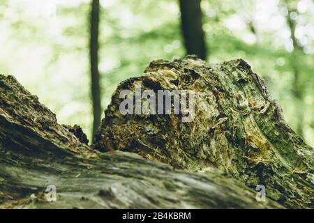 Holzstrukturen im Wald, Nahaufnahme Stockfoto