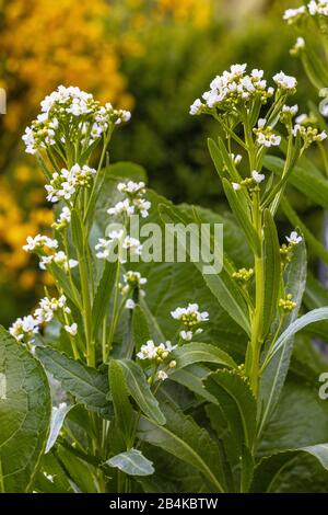 Meerrettich, Armoracia rusticana, Blüte Stockfoto