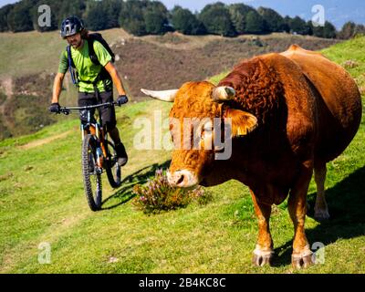 Mountainbiking im Baskenland in Frankreich, Einzelweg auf dem Berg La Rhune/Larrun und dem Col d'Ibardin Stockfoto