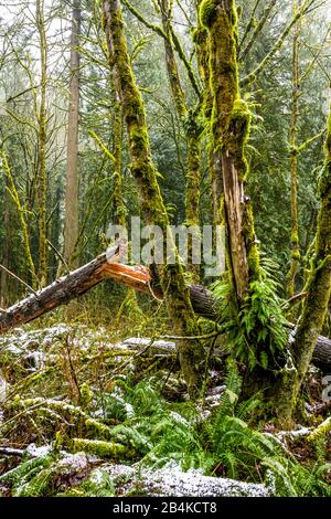 Geheimnisvolle mystische Winterlandschaft eines alten Reliktenwaldes mit hohen moosbedeckten Bäumen und immergrünen Tannenkronen, die in einem schweren Dunst ertrinken Stockfoto