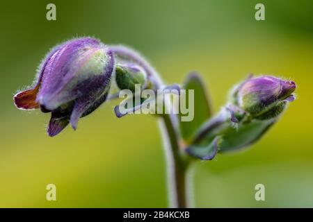 Aquilegia vulgaris Hybrid "Black Barlow", Gefüllte columbine, Nahaufnahme Stockfoto