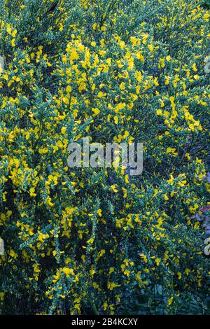 Süßer Besen [Sarothamnus scoparius] in Blüte Stockfoto