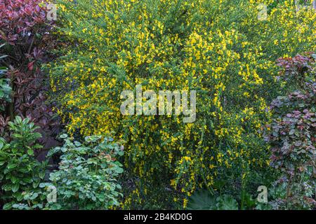 Süßer Besen [Sarothamnus scoparius] in Blüte Stockfoto