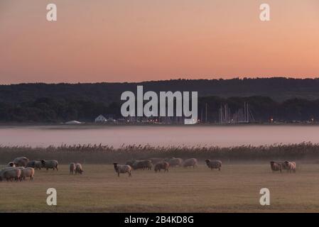 Deutschland, Mecklenburg-Vorpommern, Hiddensee, Blick auf eine Wiese mit Schafen, Nebelschleier, Hafenklosterei, Segelboote. Stockfoto