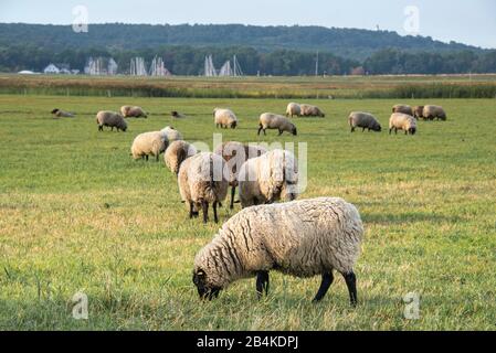 Deutschland, Mecklenburg-Vorpommern, Vitte, auf einer Wiese stehende Schafe, im Hintergrund ist der Seemannshafen Kloster zu sehen, Insel Hiddensee. Stockfoto