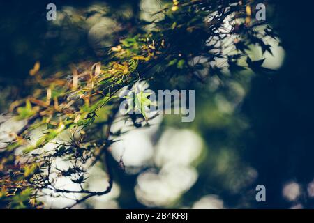 Japanischer Fan-Ahorn, Acer Palmatum, Stockfoto